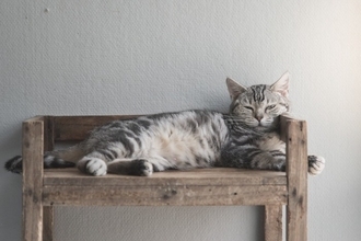『人に懐きやすい』とされている猫種5選　種類別の特徴から飼うときの注意点まで