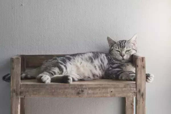 『人に懐きやすい』とされている猫種5選　種類別の特徴から飼うときの注意点まで
