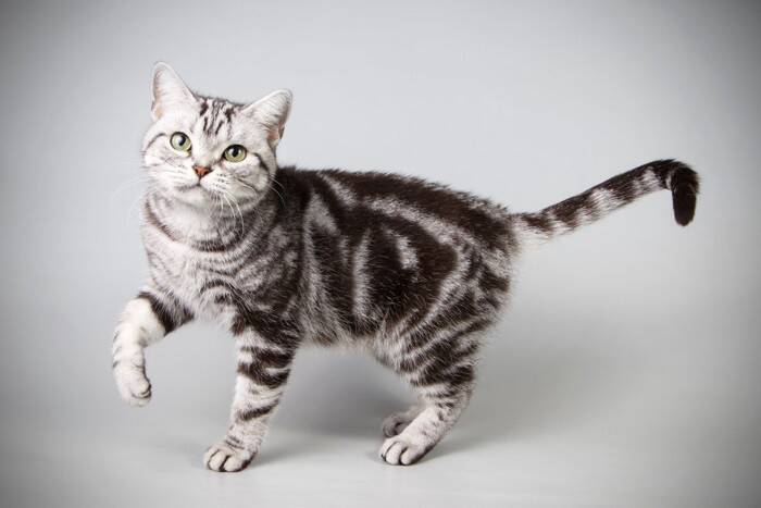 『人に懐きやすい』とされている猫種5選　種類別の特徴から飼うときの注意点まで