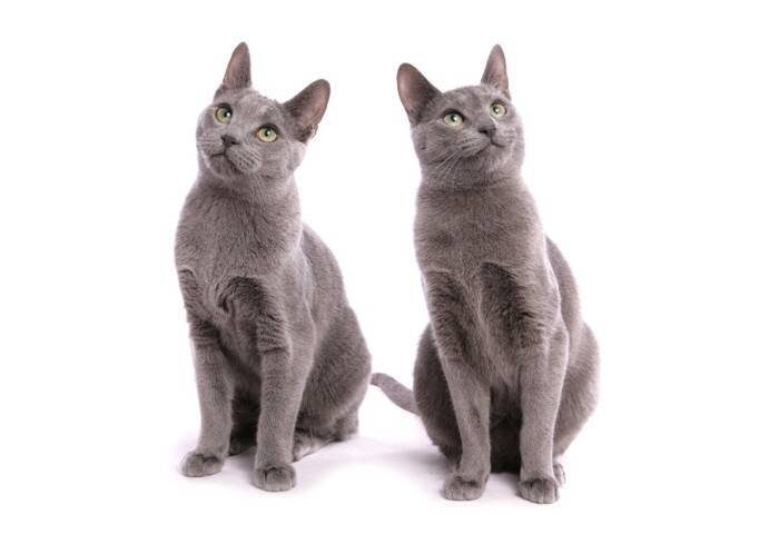 『人に懐きやすい』とされている猫種5選　種類別の特徴から飼うときの注意点まで