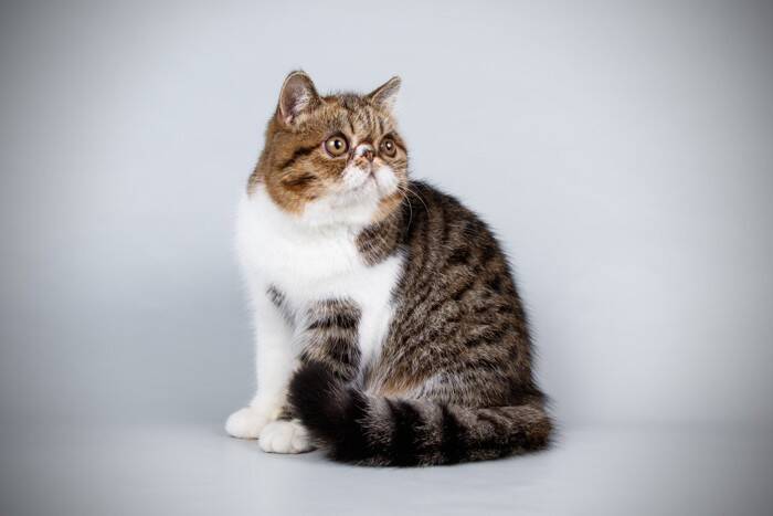 『人に懐きやすい』とされている猫種5選　種類別の特徴から飼うときの注意点まで