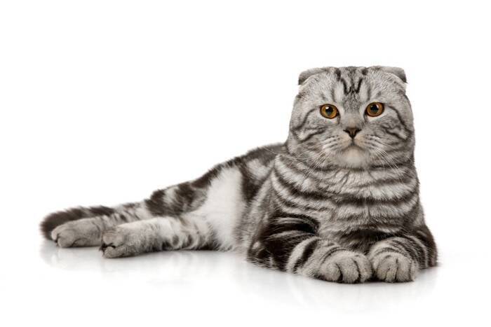 『人に懐きやすい』とされている猫種5選　種類別の特徴から飼うときの注意点まで