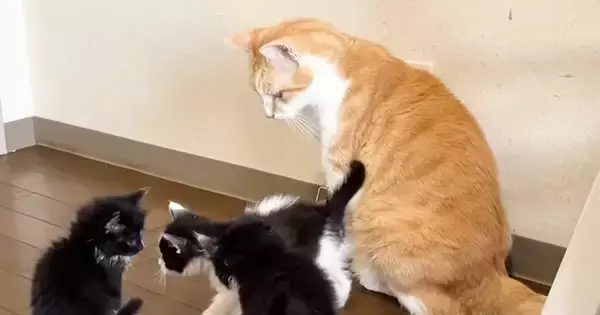 ３匹の保護子猫→ケージから出て『先住猫』と対面した結果…微笑ましい光景に癒される人が続出「スーパー保育士」「包容力がすごい」