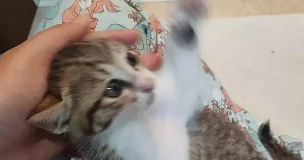 SNSに投稿しようと保護子猫を撮影→全然綺麗に撮れなくて…笑ってしまう光景に１万いいね「元気いっぱいｗｗ」「躍動感がすごい」