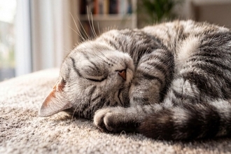 猫にも人にも現れる『老化サイン』4選　年齢を重ねると起こる意外な共通点とは
