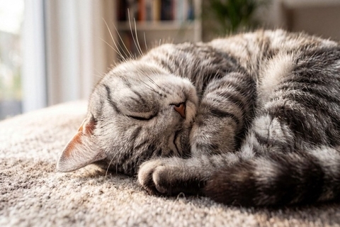 猫にも人にも現れる『老化サイン』4選　年齢を重ねると起こる意外な共通点とは