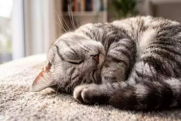 猫にも人にも現れる『老化サイン』4選　年齢を重ねると起こる意外な共通点とは