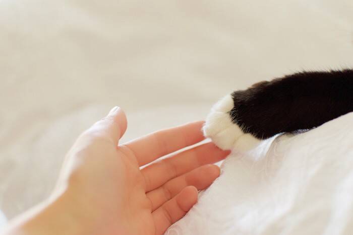 猫の心を傷つけている飼い主の『裏切り行為』4つ　すぐに見直すべき理由や起こりうるトラブル