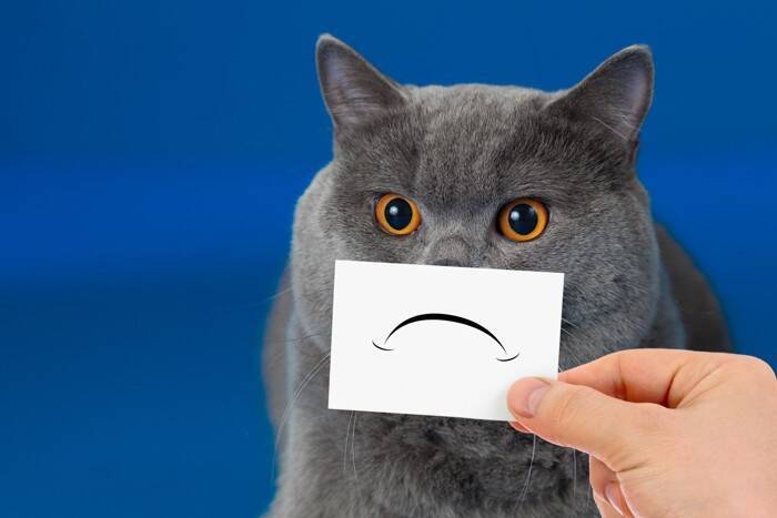 猫の心を傷つけている飼い主の『裏切り行為』4つ　すぐに見直すべき理由や起こりうるトラブル