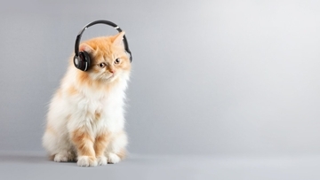 猫が思わず耳を傾ける『大好きな音』4つ　聞き入ってしまう理由や好む音の特徴も解説