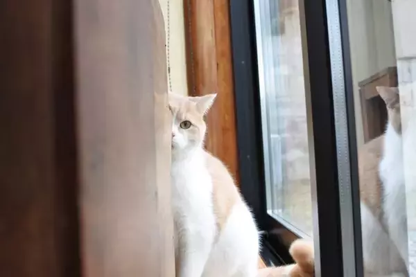 猫に『逃げられてしまう人』がしているNG行動4選　距離を取られる原因や正しい接し方もご紹介