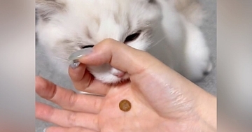 猫に『賢さが分かるおやつのあげ方』を試してみたら…予想外すぎる『まさかの結果』に爆笑「力技すぎるｗ」「かわいいので良し」と73万表示