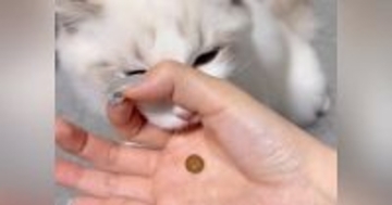 猫に『賢さが分かるおやつのあげ方』を試してみたら…予想外すぎる『まさかの結果』に爆笑「力技すぎるｗ」「かわいいので良し」と73万表示