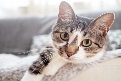 猫を事故死させかねない『室内のNG環境』3つ　愛猫の命を守るために改善すべきポイント