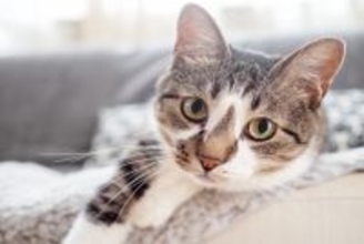 猫を事故死させかねない『室内のNG環境』3つ　愛猫の命を守るために改善すべきポイント