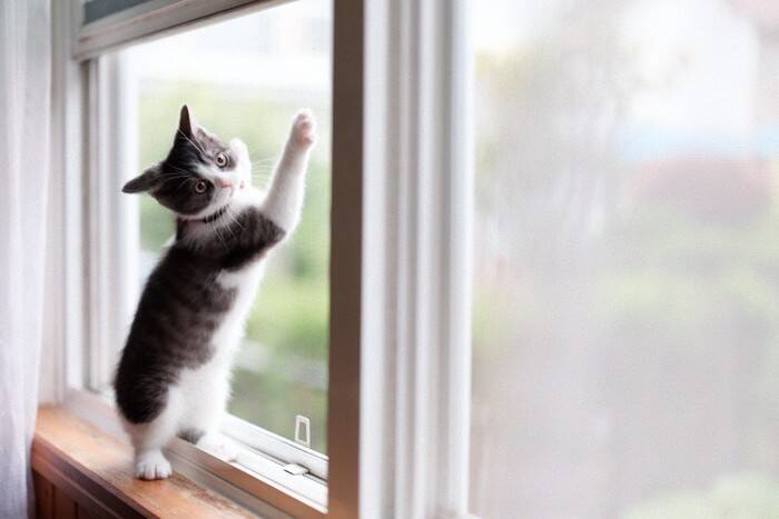 猫を事故死させかねない『室内のNG環境』3つ　愛猫の命を守るために改善すべきポイント