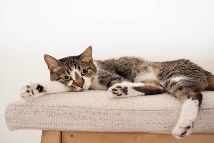 猫を事故死させかねない『室内のNG環境』3つ　愛猫の命を守るために改善すべきポイント