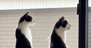 窓の外にいる鳥が気になった『2匹の猫』…息ぴったりの『シンクロポーズ』が可愛すぎると４万いいね「完全一致ｗ」「ペンギンかと思った」