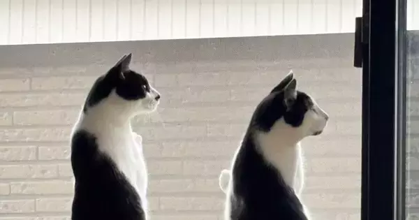 窓の外にいる鳥が気になった『2匹の猫』…息ぴったりの『シンクロポーズ』が可愛すぎると４万いいね「完全一致ｗ」「ペンギンかと思った」