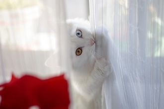 猫が思わず『触りたくなってしまうもの』5選　好奇心を刺激する理由からイタズラの対策方法まで