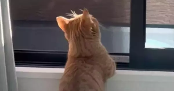 風に当たるのが大好きな猫→窓を開けると…あまりにも『人間のような光景』が可愛すぎると39万再生「すべてがあざとい」「一緒に眺めたい」
