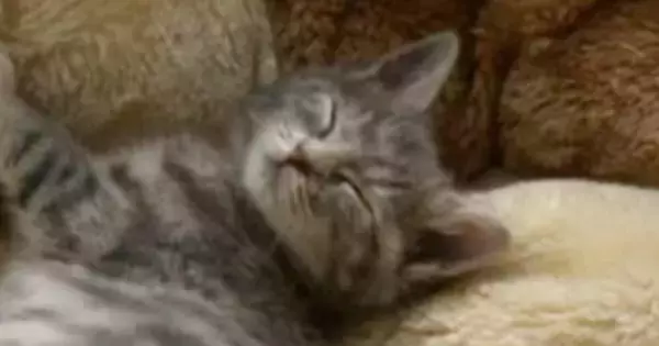 15年前、『公園で保護された子猫』を家族に迎えたら…大きく見た目が変化した『現在の光景』に反響「ずっと可愛い」「愛おしさ増してる」