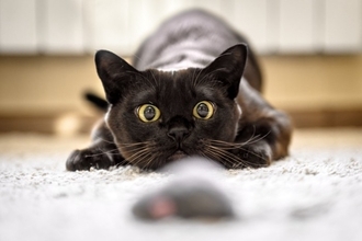 猫が『舌打ち』を聞くと反応する理由5つ　場合によっては発作を起こしてしまうケースも…
