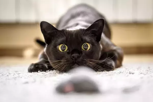 猫が『舌打ち』を聞くと反応する理由5つ　場合によっては発作を起こしてしまうケースも…