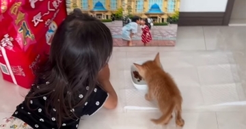 『死にそうだったから』とパパが連れ帰った子猫→子供たちと少しずつ距離を縮めていって…尊い光景が139万再生「優しくて素敵」「可愛すぎ」