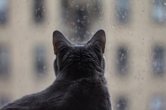 『梅雨』に発症しやすい猫の病気4選　ジメジメした季節を健康に乗り切るための対処法も