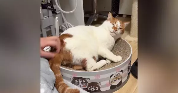 猫のおしりをカキカキしてあげたら…あまりにもかわいい『勘違い』に悶絶の声続出「愛おしい」「ずっと見ていられる」と17万再生