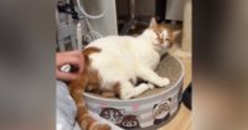 猫のおしりをカキカキしてあげたら…あまりにもかわいい『勘違い』に悶絶の声続出「愛おしい」「ずっと見ていられる」と17万再生