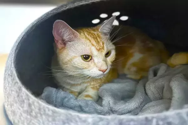 猫のベッドは『屋根あり』と『屋根なし』どちらを選ぶべき？メリット・デメリットをそれぞれご紹介