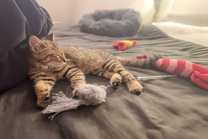 猫のベッドは『屋根あり』と『屋根なし』どちらを選ぶべき？メリット・デメリットをそれぞれご紹介