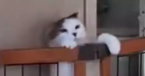 『柵を乗り越えようとする猫』を見守っていると…"猫らしからぬ光景"に16万いいねの反響「最後の様子に笑ったｗ」「電車で見てはダメだった」