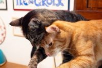 劣悪な環境で働く「食品店の猫」たちが、閉店で取り残された！　救出されて初めて「幸せな室内生活」を知る　米国