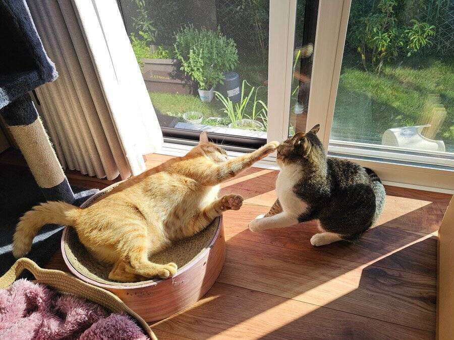 劣悪な環境で働く「食品店の猫」たちが、閉店で取り残された！　救出されて初めて「幸せな室内生活」を知る　米国