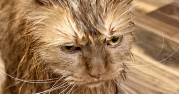 お風呂から上がった3匹の猫→『表情』を見ると……可愛すぎる光景に笑ってしまう人が続出「すっげぇ怒ってるｗ」「目が物語ってるｗ」と１万いいね