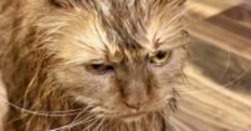 お風呂から上がった3匹の猫→『表情』を見ると……可愛すぎる光景に笑ってしまう人が続出「すっげぇ怒ってるｗ」「目が物語ってるｗ」と１万いいね