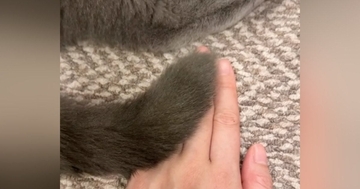 しっぽを使って『優しくトントン』してくれた愛猫…あまりにも『心温まる時間』に「尊すぎて心拍数が上がった」「愛情を感じる」と反響