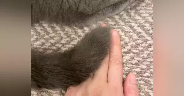 しっぽを使って『優しくトントン』してくれた愛猫…あまりにも『心温まる時間』に「尊すぎて心拍数が上がった」「愛情を感じる」と反響