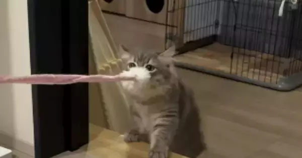 猫じゃらしを『お気に入りの場所に持っていきたい猫』vs『全く動かないパパ』…微笑ましい戦いの様子に『癒される』と反響「かわいいｗ」