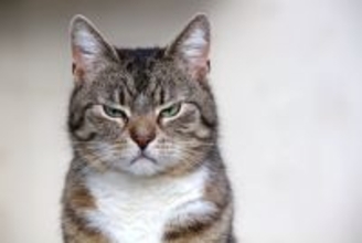 猫の飼い主がやってはいけない『絶対NG行為』6選　愛猫のストレスとなる理由や起こりうるトラブル