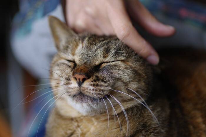 猫の飼い主がやってはいけない『絶対NG行為』6選　愛猫のストレスとなる理由や起こりうるトラブル