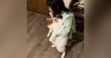 ４歳の女の子が『大きめの猫』を抱っこしようとした結果…尊すぎる光景が424万再生「普通はパンチ飛んでくるｗｗ」「猫とは思えないｗ」