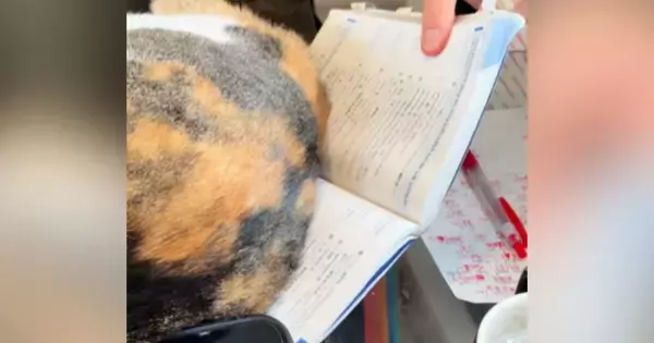 勉強中のお兄ちゃん→猫が『教科書の上』に乗ってきて…『ネコハラを受ける様子』に爆笑の声「理不尽ｗｗ」「どちらも愛おしい」と31万再生
