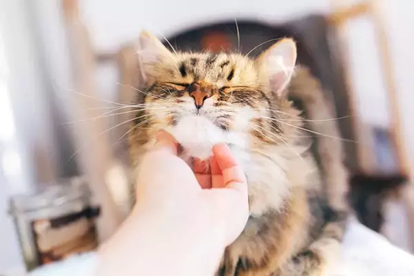 猫の『毛色が変化する』理由5つ　環境に左右されることも？意外なヒミツをご紹介