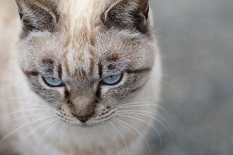 猫が『拗ねている』ときにする行動6選　機嫌を損ねる原因や仲直りのコツ
