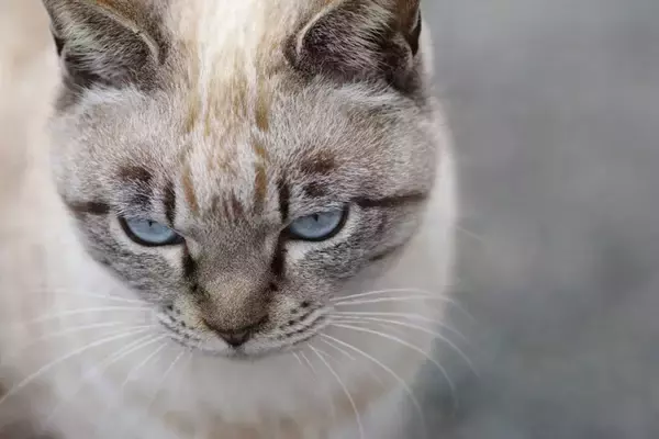 猫が『拗ねている』ときにする行動6選　機嫌を損ねる原因や仲直りのコツ