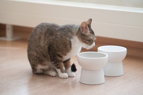 猫の『フード』を替えるべき4つのタイミング　見直しが必要な理由や切り替え時の注意点